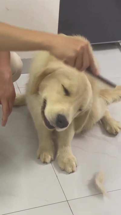 BRUSHING A GOLDEN RETRIEVER!