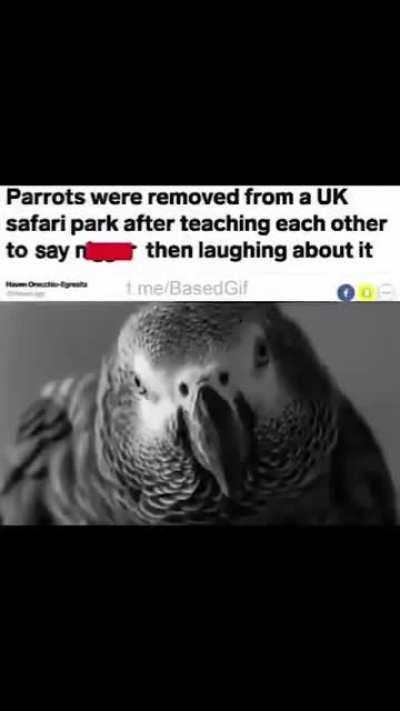 The Birds aren't racist. They recognize patterns