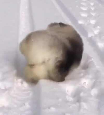 Potato doing a slip