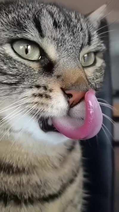 Cat licking itâs nose it slow motion.