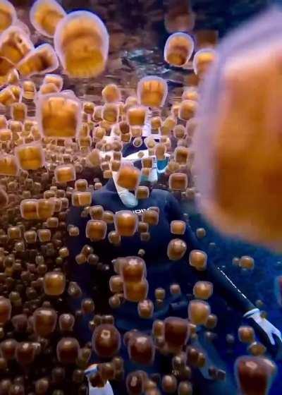 🔥 Thimble Jellyfish in Bohol, Philippines