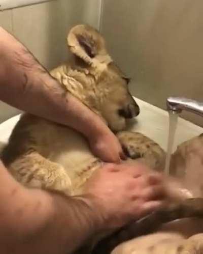 Little kitten takes a bath