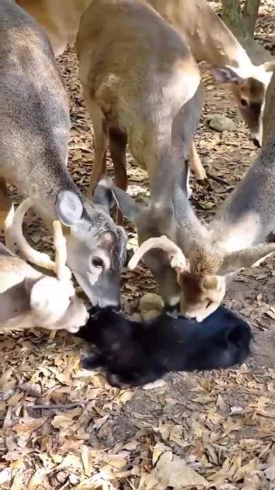 eVIl dEErs EATing An innOCENT CAt aLIVE