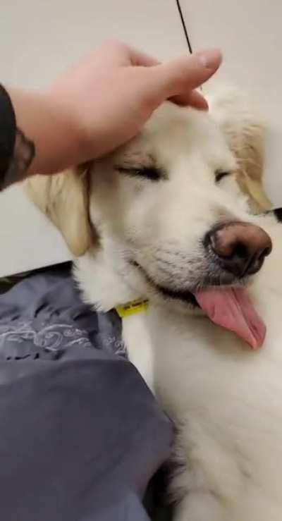 Perks of being a vet tech, you get to see your own animal wake up from anesthesia all derpy. Technically pet still at the vet, but had to share nonetheless.