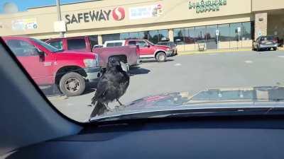 This Crow just hitched a ride on the hood of my car today.