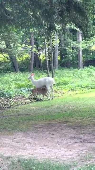 Rare Albino Doe Feeding Her Fawns