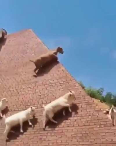 Spider goats climbing a wall