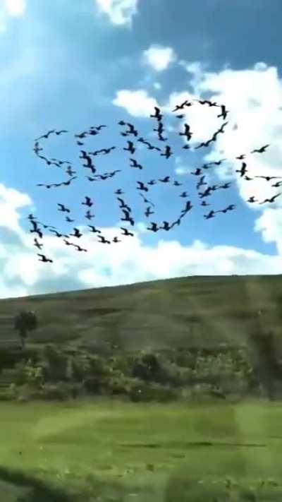 Slow motion video of birds flying past a moving train