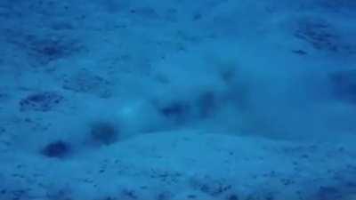 Eel death rolls a Bobbit Worm out of its hole like spaghetti.