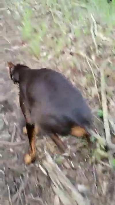 Max the 10yr old rescue Doberman - the forest still excites him!