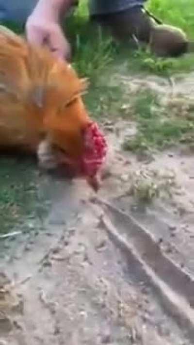 WCGW using the dark arts on a rooster