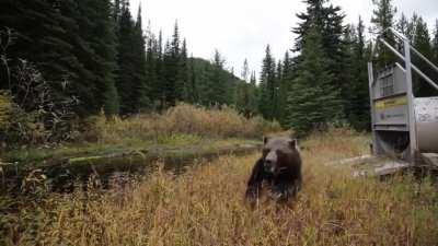 Grizzly bear release