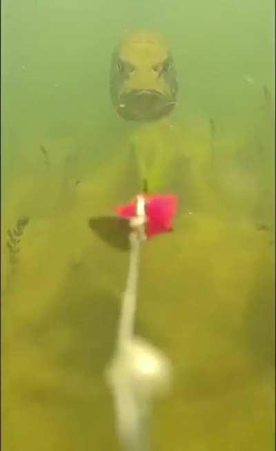 A fish chasing bait