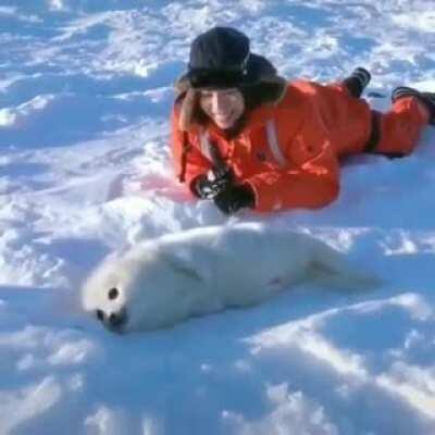 Awwdorable seal enjoying the snow with hooman