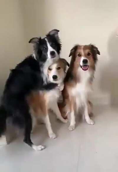 Dogs having a group photo