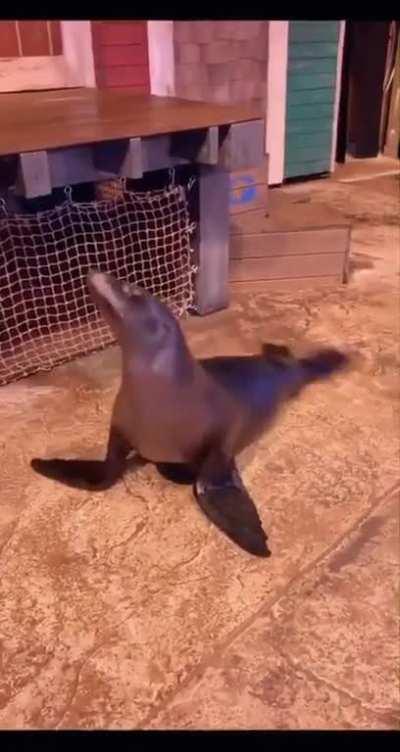 Wow, this Sea Lion can really dance! (Courtesy of georgiaaquarium)