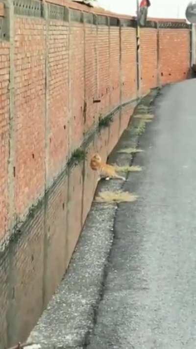 Cat makes the most precise jump I've ever seen.