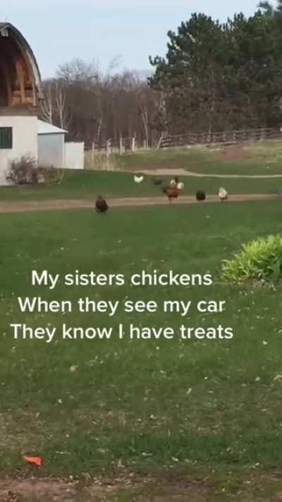 Chicken Love