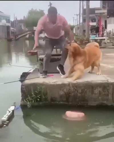 Dog saves a fish from dying