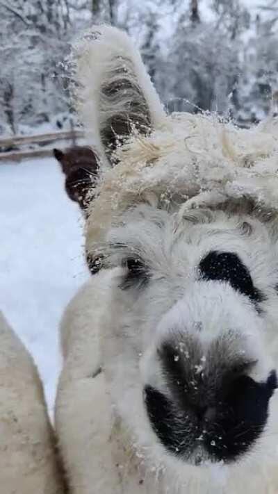 Snowy alpacas