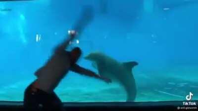 Dolphin mimics man's cartwheels!