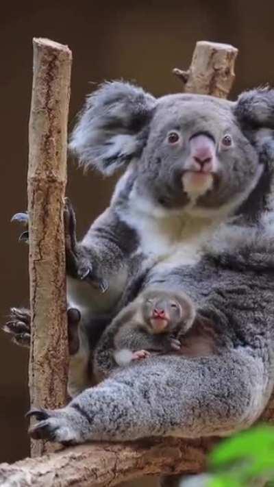 Baby koala getting out of the pouch