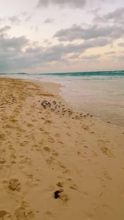 Birds playing a little game with the waves