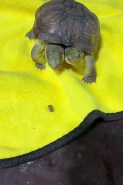 Conjoined turtles fight over a food pellet