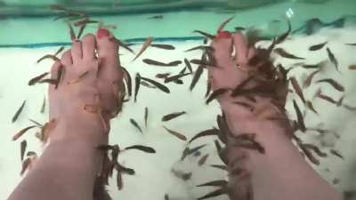 Aya Sakura getting a fish pedicure