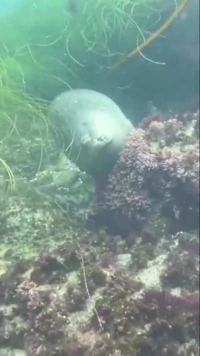 How seals sleep underwater