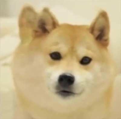 Le Discord Anime pfp has arrived : r/dogelore