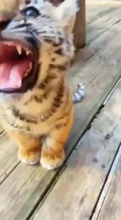 The tiger cub is having a roaring good time..