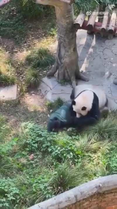 Agressive Panda named DingDing from Chongqing Zoo attacks nanny. 