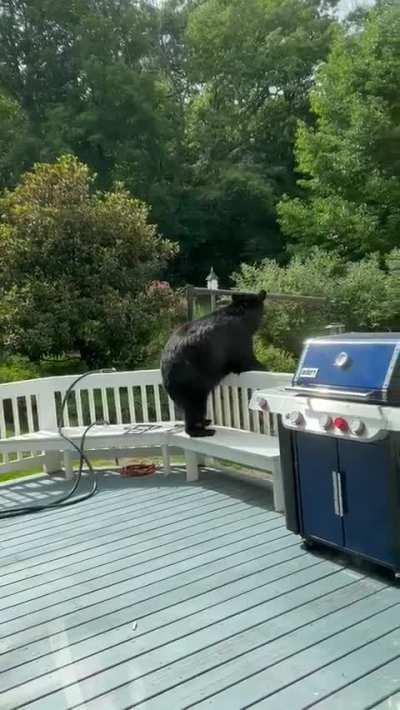 Bear figured out how to rotate our birdfeeder