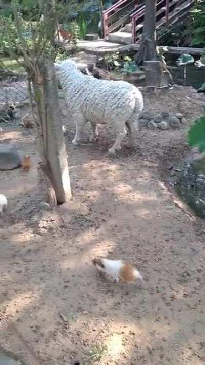 Guinea pig train