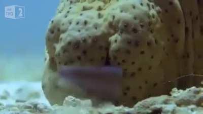 Pearlfish have a special relationship with sea cucumbers. They often seek shelter, up a sea cucumber's anus