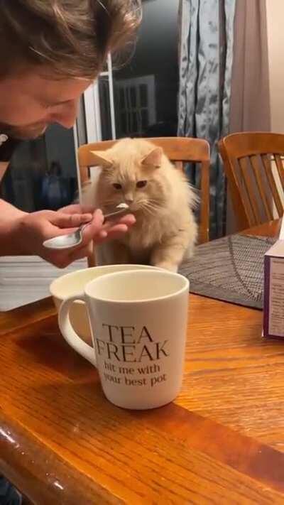 Cat tries some ice-cream