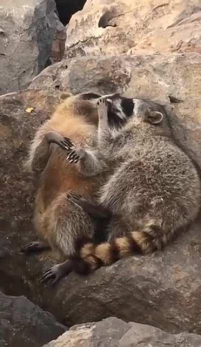 Raccoons happy times