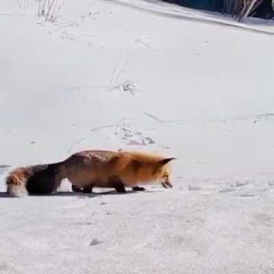 This fox catching food