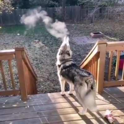 Awoo on a cold day