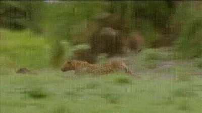 Young warthog gives a leopard the total runaround