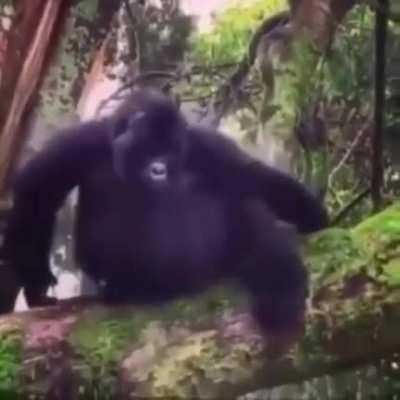 cool gorilla rises with the power of allah