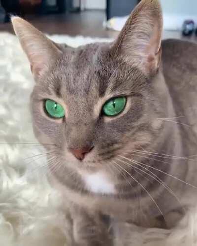 A very intense gaze with stunning green eyes