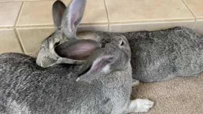 Bunny love!