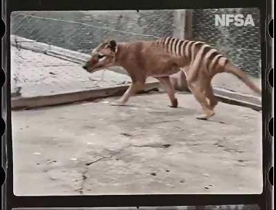 Color video of the Tasmanian tiger, the last of its kind. This species became completely extinct 85 years ago!