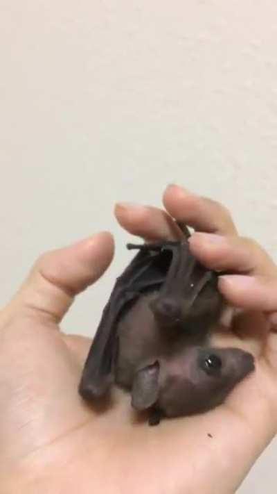 If you haven't seen a bat dangle from a hand, yawn, and groom himself, this is for you