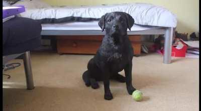 Teddy the 10 month old lab shows us some of his incredible abilities