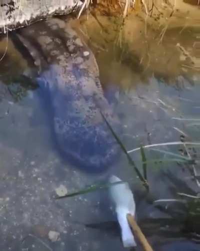 Giant Salamander