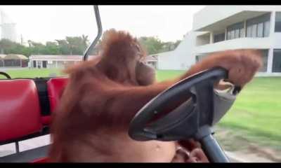 Orangutan drives a golf cart