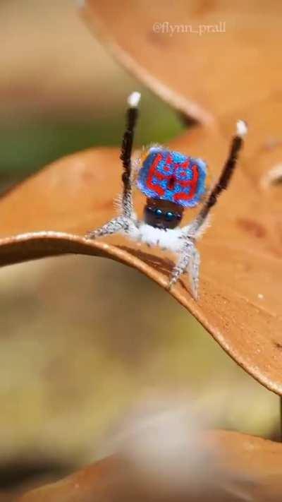 🔥 Peacock Spider 🔥